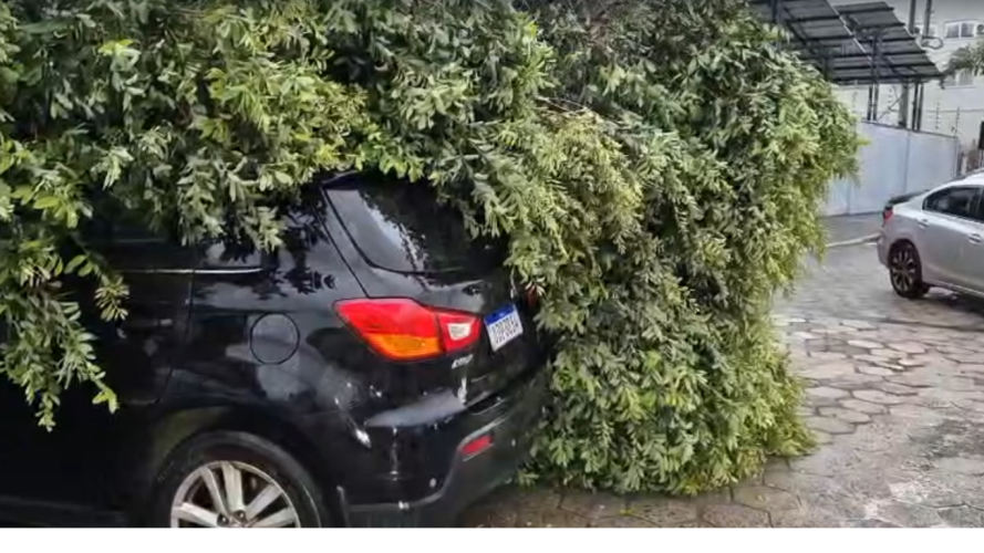Árvores caíram sobre carros no centro de Linhares