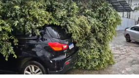 Árvores caíram sobre carros no centro de Linhares