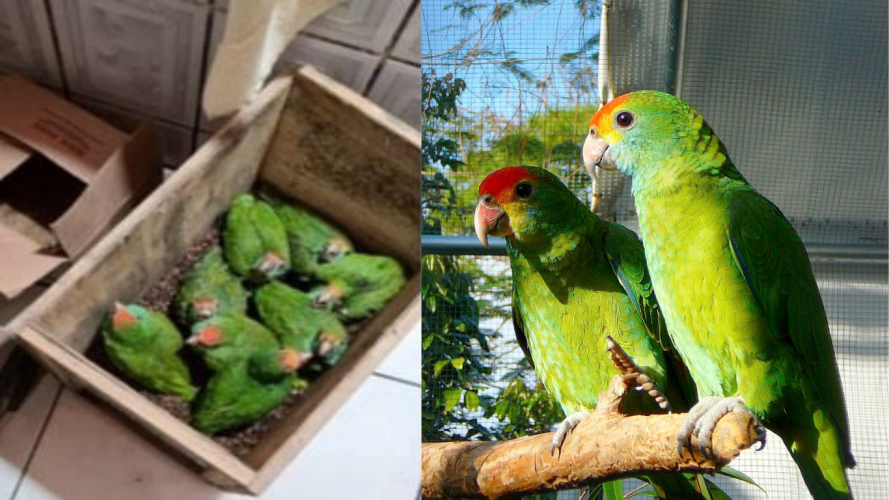 MPF denunciou 7 pessoas por comércio ilegal de animais silvestres na Rebio Sooretama